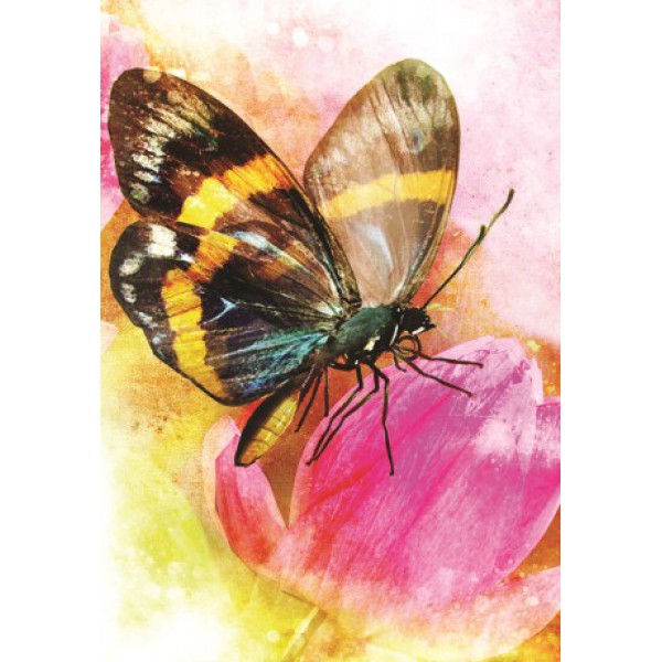 Butterfly Transformations by Alana Fairchild and Jimmy Manton - ship in 10-20 business days, supplied by US partner