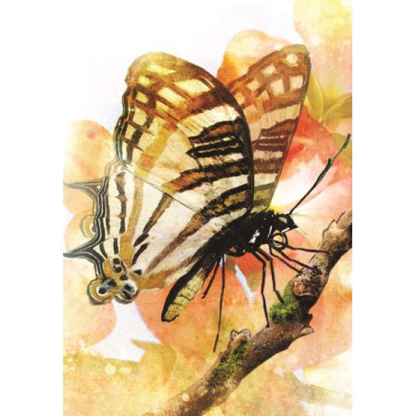 Butterfly Transformations by Alana Fairchild and Jimmy Manton - ship in 10-20 business days, supplied by US partner