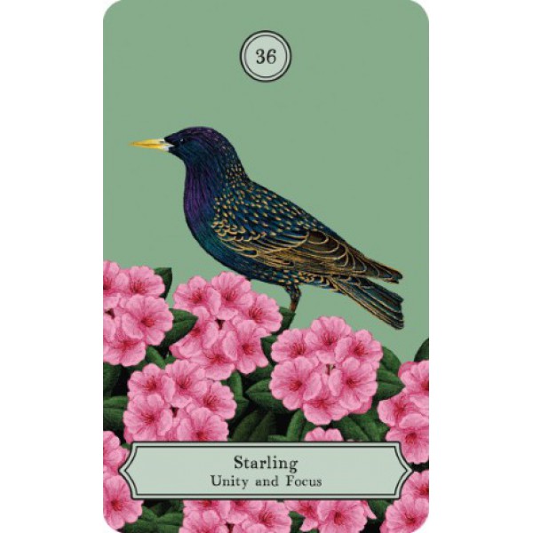 The Wisdom of Birds by Raxenne Maniquiz - ship in 10-20 business days, supplied by US partner