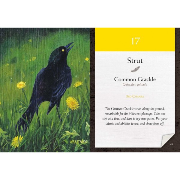 Bird Vibes Meditation Cards by Catherine C. Bastedo and Heather Bale - ship in 10-20 business days, supplied by US partner