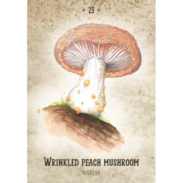 Mushroom Spirit Oracle by Nicola McIntosh - ship in 10-20 business days, supplied by US partner