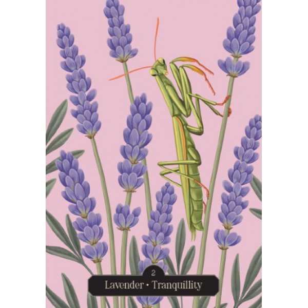 Kate Forsyth's Hedgewitch Oracle by Kate Forsyth - ship in 10-20 business days, supplied by US partner