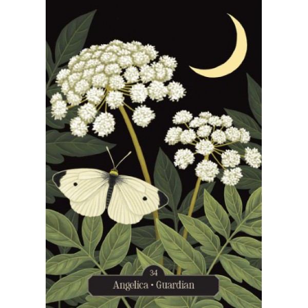 Kate Forsyth's Hedgewitch Oracle by Kate Forsyth - ship in 10-20 business days, supplied by US partner