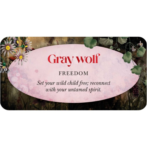 Animal Guides (Mini Cards) by Jena DellaGrottaglia - ship in 10-20 business days, supplied by US partner