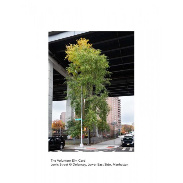 The New York City Street Tree Tarot by Matthew Lopez-Jensen - ship in 10-20 business days, supplied by US partner