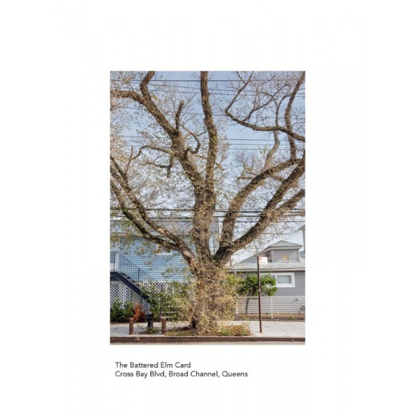 The New York City Street Tree Tarot by Matthew Lopez-Jensen - ship in 10-20 business days, supplied by US partner