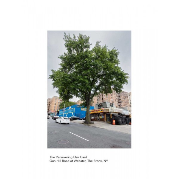 The New York City Street Tree Tarot by Matthew Lopez-Jensen - ship in 10-20 business days, supplied by US partner